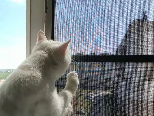 Москитная сетка Антикошка