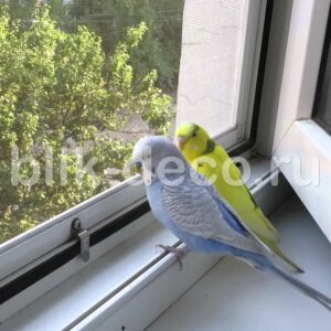 москитная сетка антиптица